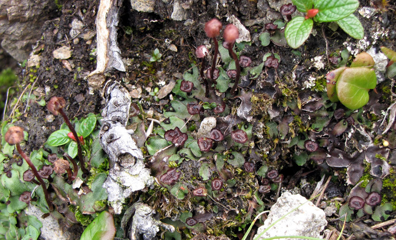 Preissia quadrata subsp. hyperborea